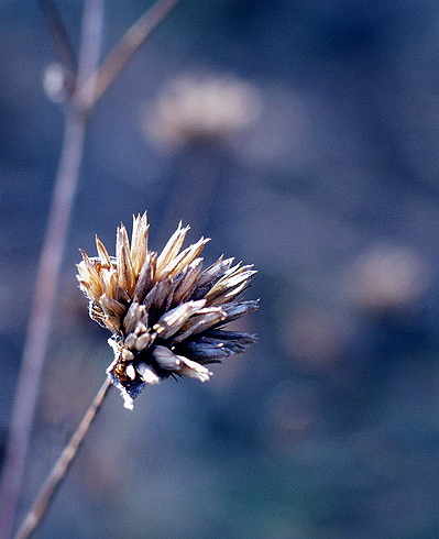 photo "The Winter Blues #3" tags: macro and close-up, nature, flowers
