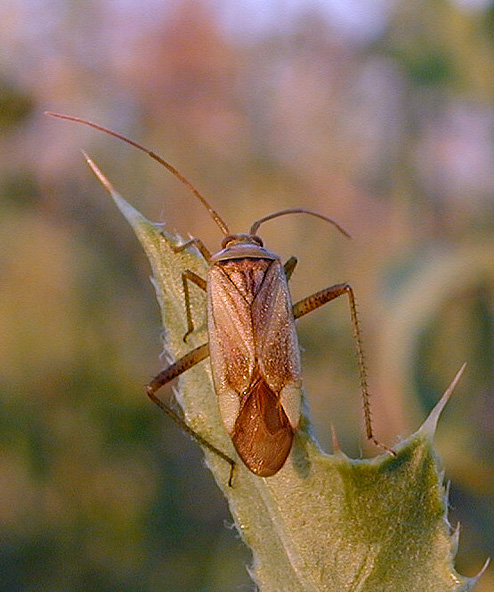 photo "Climb" tags: macro and close-up, nature, insect