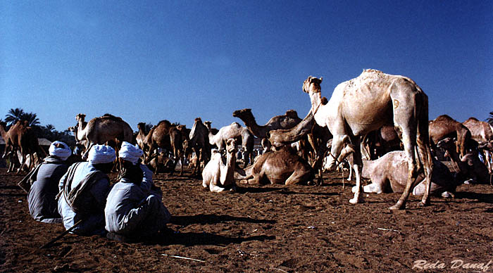 photo "Camel Market" tags: travel, nature, Africa