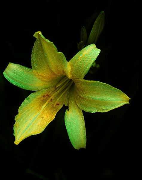 фото "Summer Rain" метки: макро и крупный план, природа, цветы