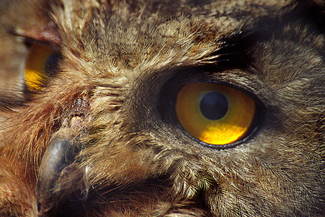 photo "Eagle Owl (Bubo bubo)" tags: nature, portrait, wild animals