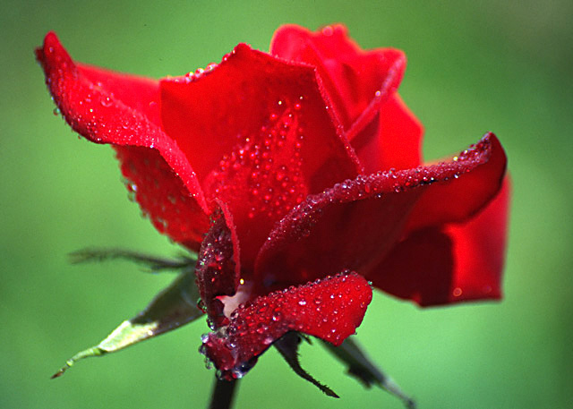photo "Red rose" tags: macro and close-up, nature, flowers