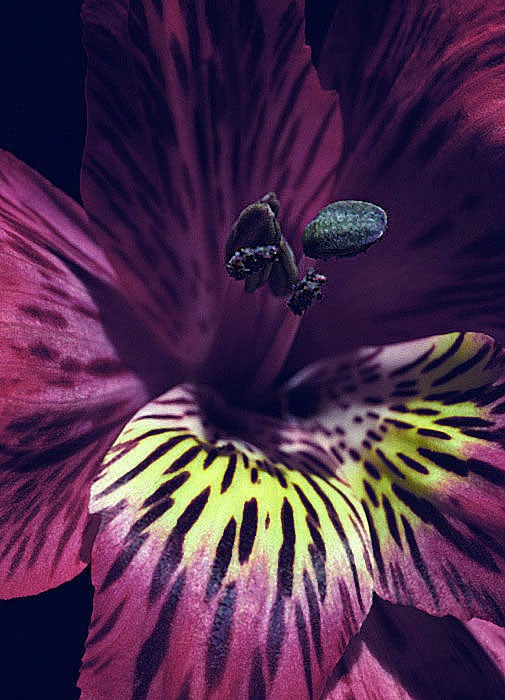 photo "Holiday of color" tags: nature, macro and close-up, flowers