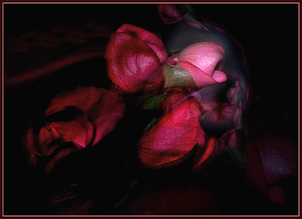 photo "Colors of passion" tags: montage, nature, flowers