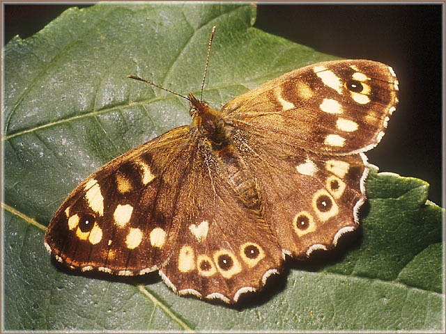фото "Speckled Wood Butterfly" метки: природа, макро и крупный план, насекомое