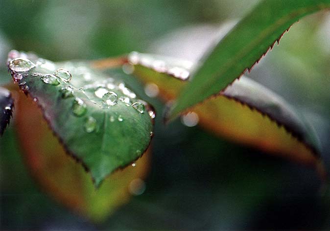 фото "Весенний лист розы2" метки: природа, цветы