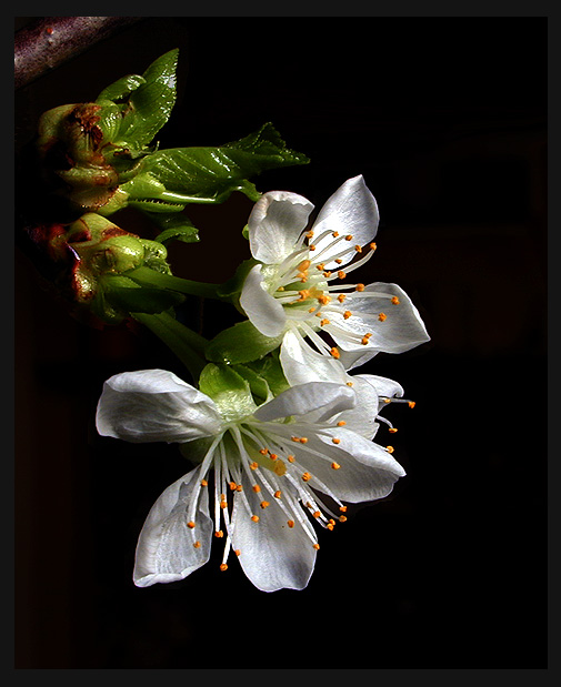 photo "Blossom 1" tags: macro and close-up, nature, flowers