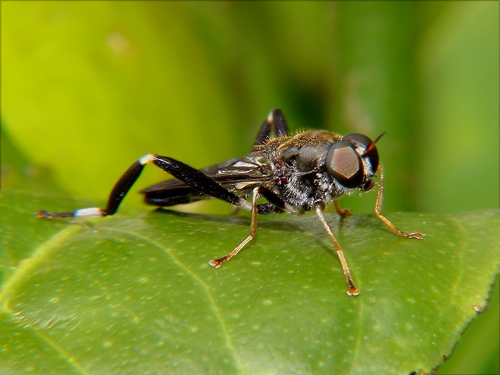 фото "A type of fly" метки: природа, макро и крупный план, насекомое