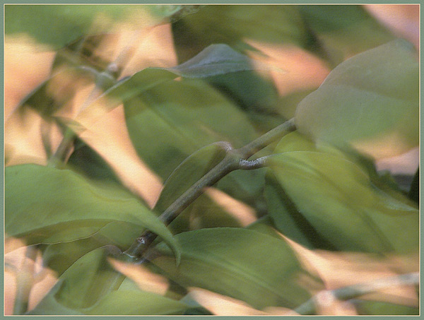 photo "Wind of changes" tags: nature, flowers