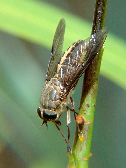 фото "Interesting fly" метки: природа, макро и крупный план, насекомое