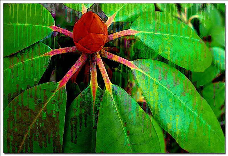 фото "Alien Rain, or The Nature are Bleeding" метки: фотомонтаж, макро и крупный план, 