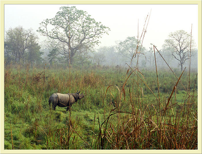 photo "Nepal, Terai" tags: travel, nature, Asia, wild animals