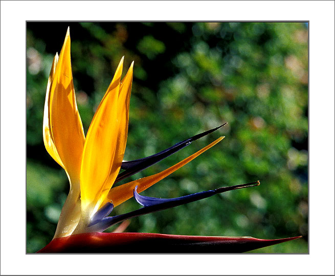 photo "Beauty" tags: macro and close-up, nature, flowers