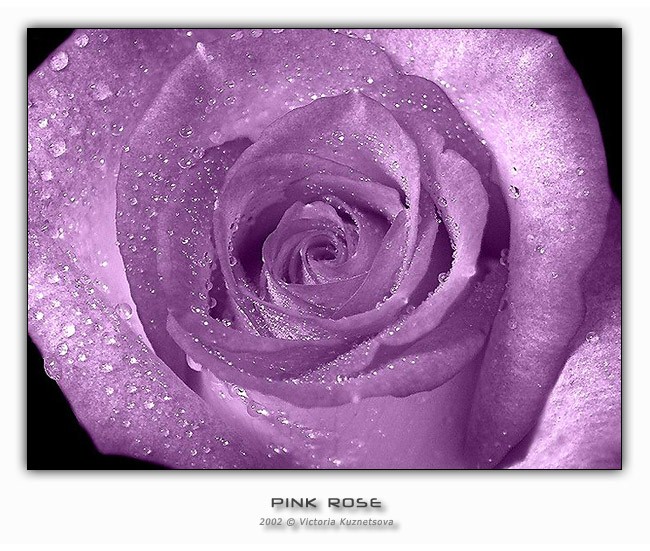 фото "Pink Rose" метки: макро и крупный план, фотомонтаж, 