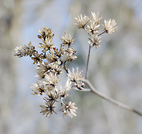 photo "The Winter Blues #4" tags: macro and close-up, nature, flowers