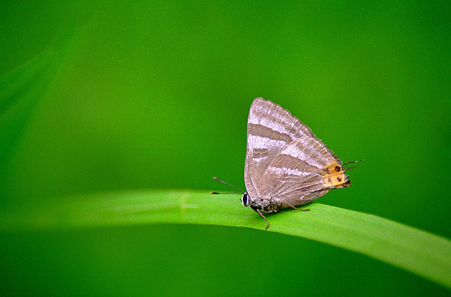 photo "Butterfly Rapala caerulea" tags: macro and close-up, nature, insect