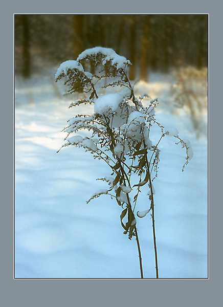 photo "About winter, a cold... And love!" tags: nature, 