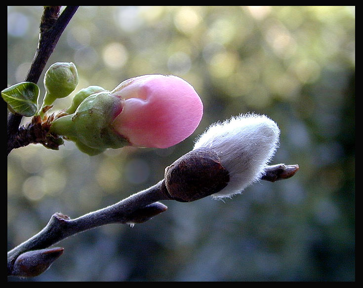 photo "Signs of Spring" tags: macro and close-up, nature, flowers