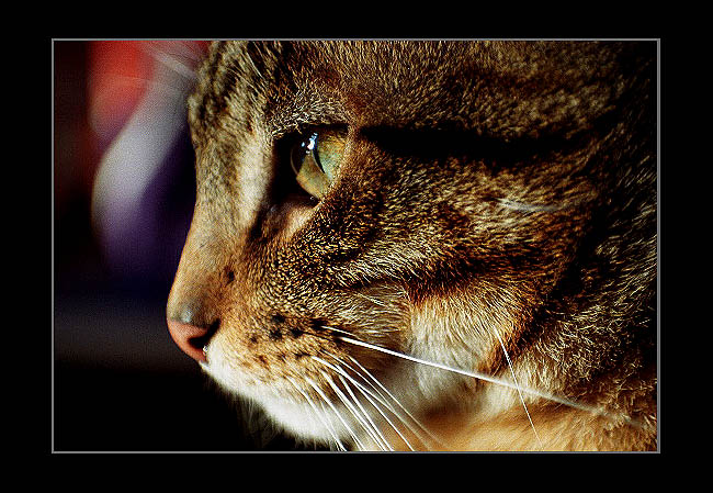 фото "BigCat" метки: макро и крупный план, природа, домашние животные