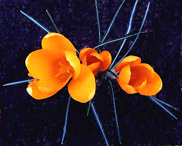 photo "Crocus Bloom" tags: nature, flowers