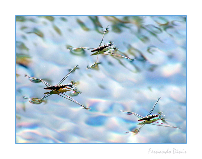 photo "Trio" tags: nature, macro and close-up, insect