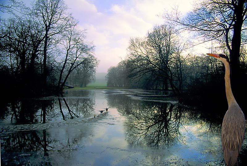 photo "Heron and ducks" tags: landscape, nature, winter