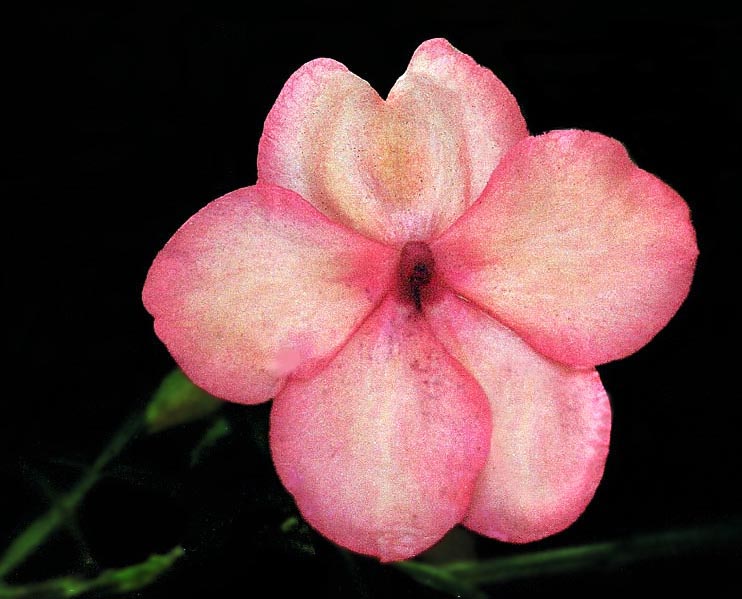 photo "A Sign Of Spring" tags: macro and close-up, nature, flowers