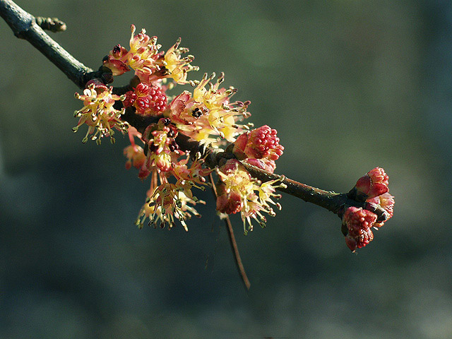 photo "Heralds of Spring" tags: macro and close-up, nature, flowers