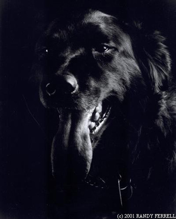 photo "shadow" tags: nature, pets/farm animals