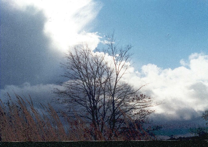 photo "Sky and tree" tags: landscape, autumn, clouds