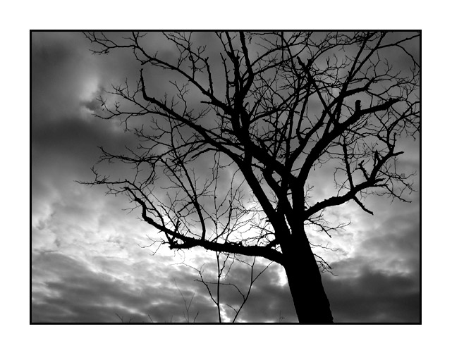 photo "the shades of night" tags: landscape, clouds, forest