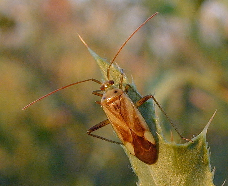 фото "Beetle" метки: макро и крупный план, природа, насекомое