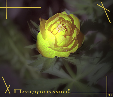 photo "Untitled photo" tags: macro and close-up, nature, flowers