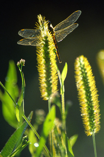 photo "Dragon fly" tags: macro and close-up, nature, insect