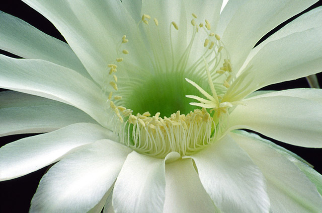 photo "Cactus Echinopsis" tags: macro and close-up, nature, flowers
