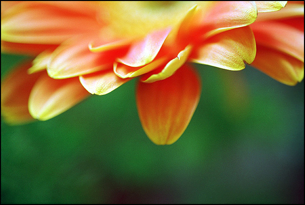 photo "Herbera from Vera" tags: macro and close-up, nature, flowers