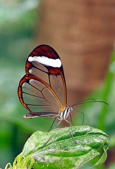 photo "Glasswing" tags: macro and close-up, nature, insect