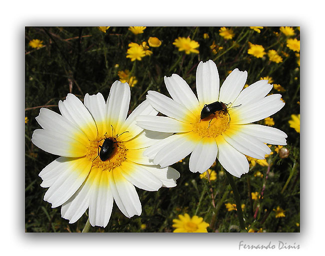 photo "Complicity" tags: nature, flowers, insect