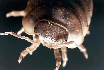 photo "Alien Insect" tags: macro and close-up, nature, insect