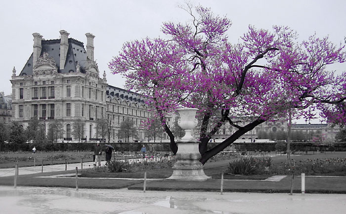 photo "One more pink tree" tags: architecture, travel, landscape, Europe