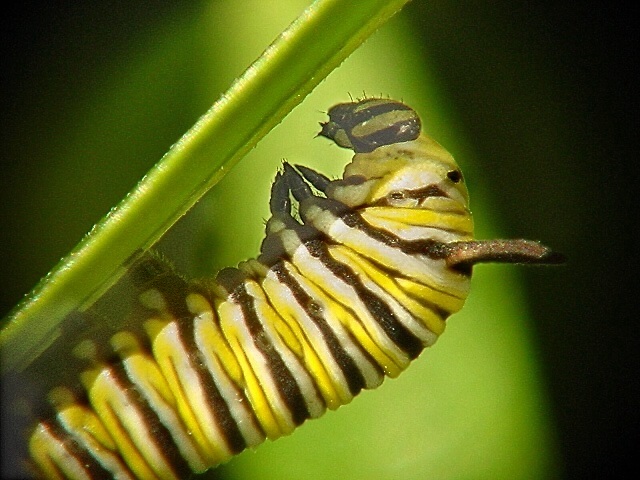 photo "Monarch caterpillar" tags: nature, macro and close-up, insect