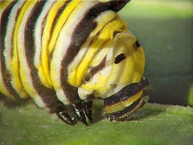 photo "Monarch caterpillar face" tags: nature, macro and close-up, insect