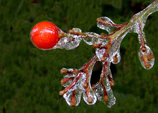 фото "There`s Always "One" that Stands Out.." метки: макро и крупный план, природа, 