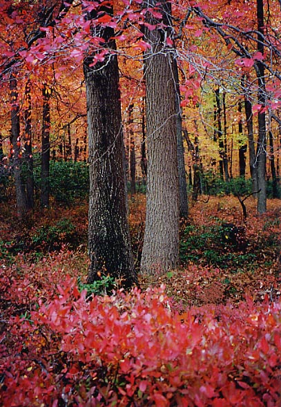 photo "Two Trees in Autumn" tags: landscape, autumn, forest