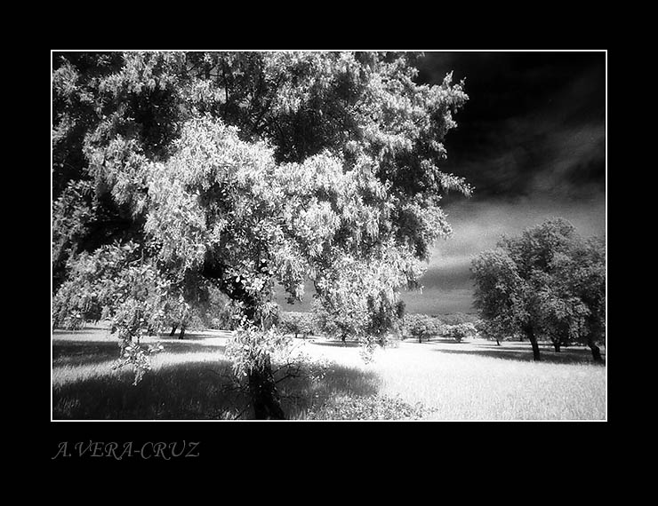 photo "Three different planes, three different tones" tags: landscape, 