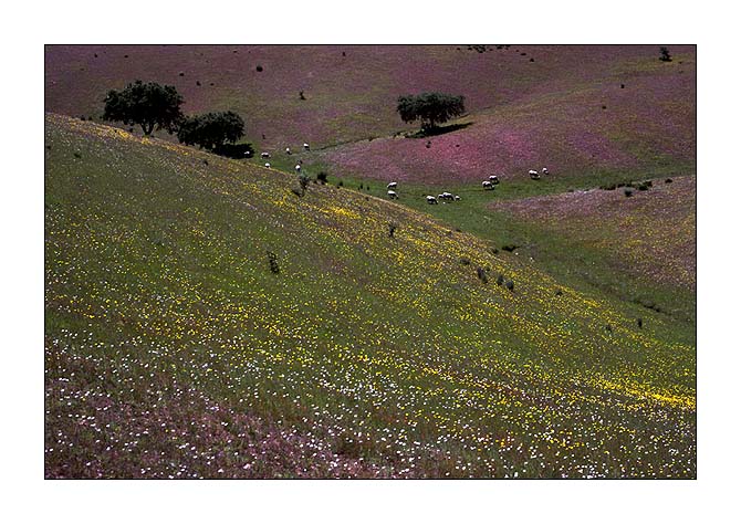 photo "Alentejo" tags: landscape, travel, Europe, spring