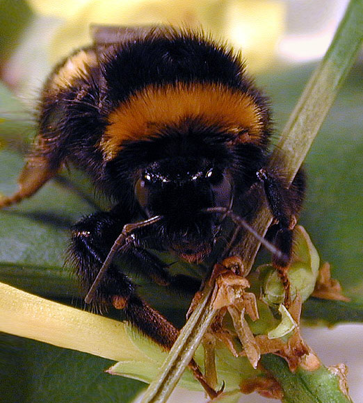 фото "Face of a bee" метки: макро и крупный план, природа, насекомое