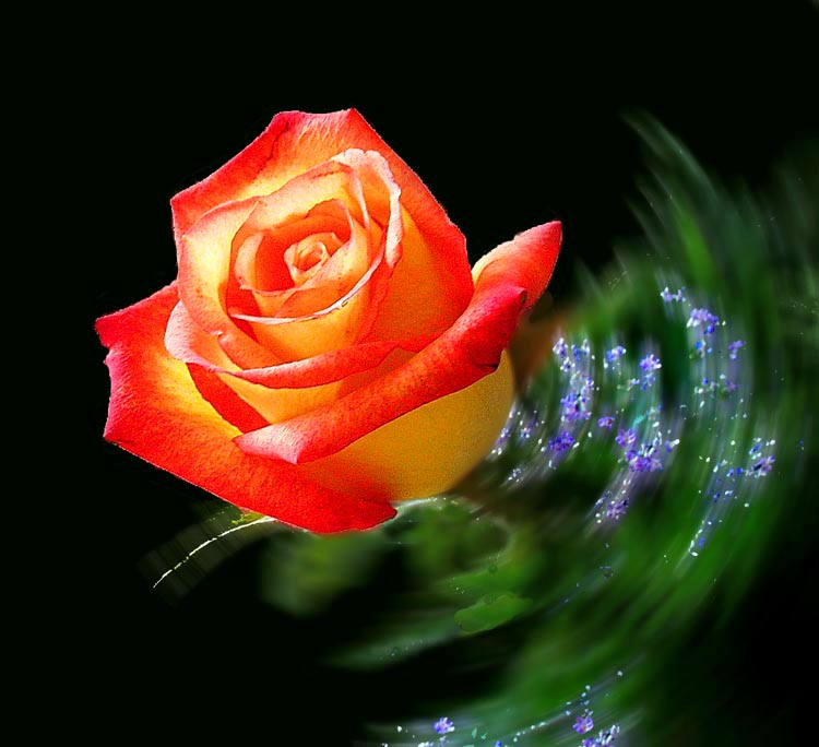 photo "Rose In A Whirl" tags: macro and close-up, nature, flowers