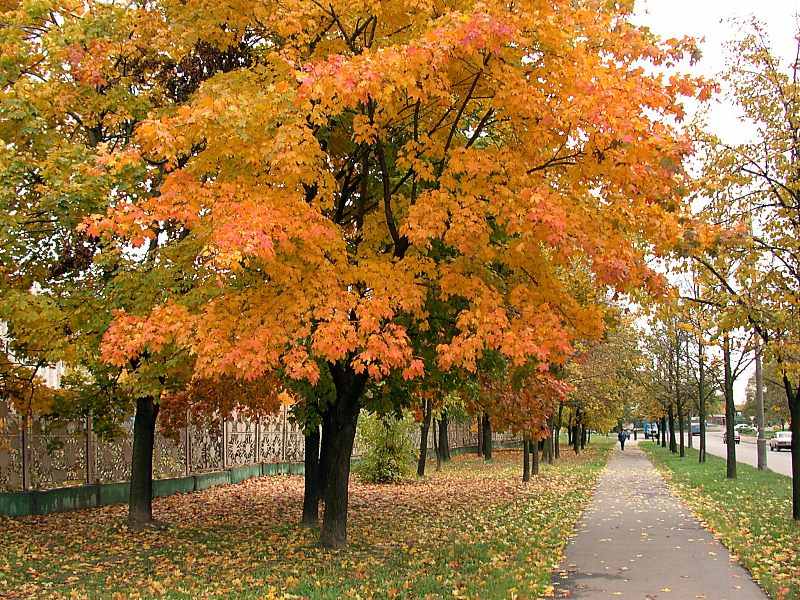 photo "Colours of  the Autumn" tags: landscape, autumn