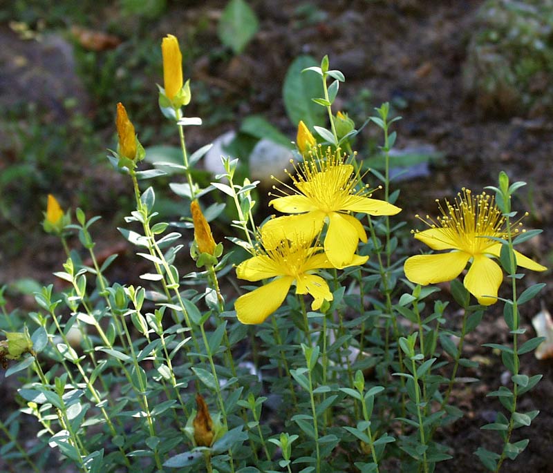photo "hypericum" tags: nature, flowers